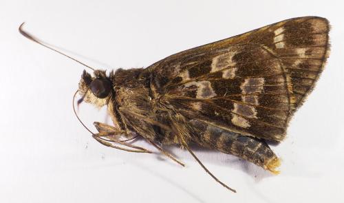 Cobalopsis sp.